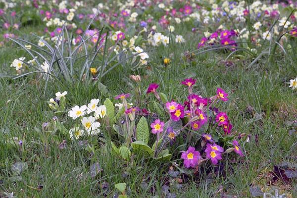5. Primroses & primulas.jpg